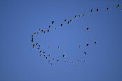 Zugvögel